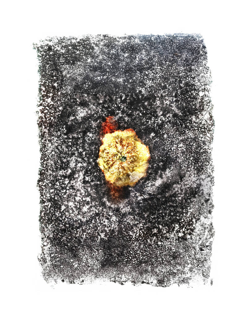    Fleur de cactus