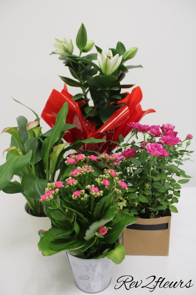 Plante fleurie extérieure