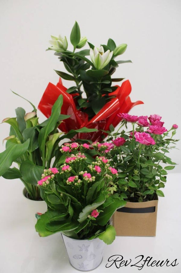 Plante fleurie extérieure