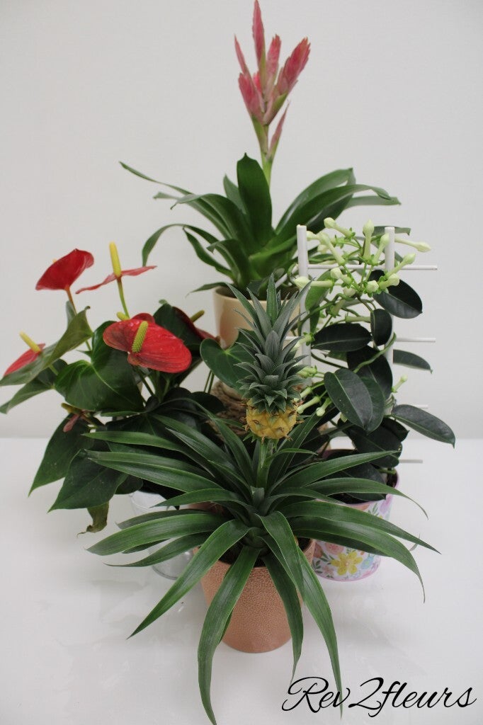 Plante fleurie intérieure