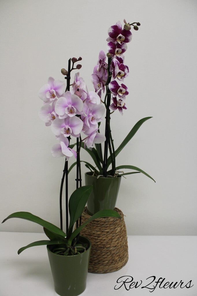 Orchidée