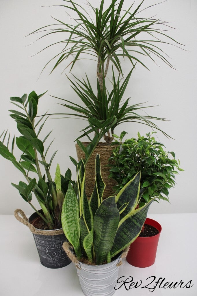 Plante verte