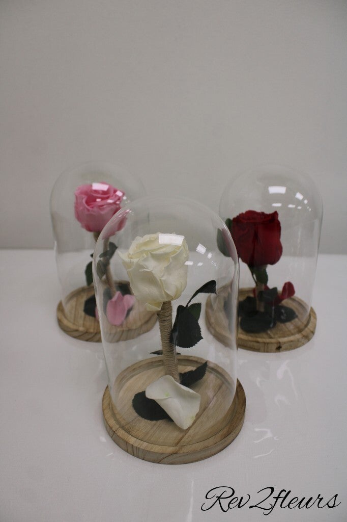 Rose éternelle cloche