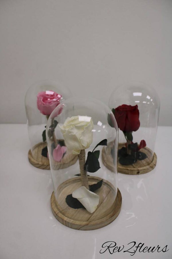 Rose éternelle cloche