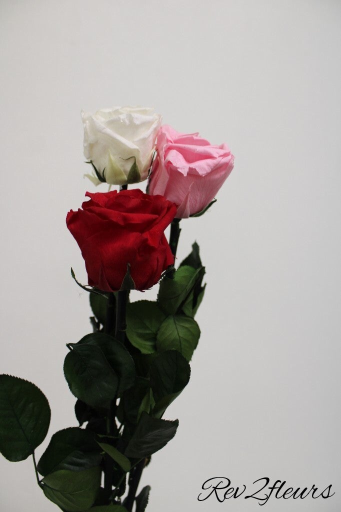 Rose éternelle tige