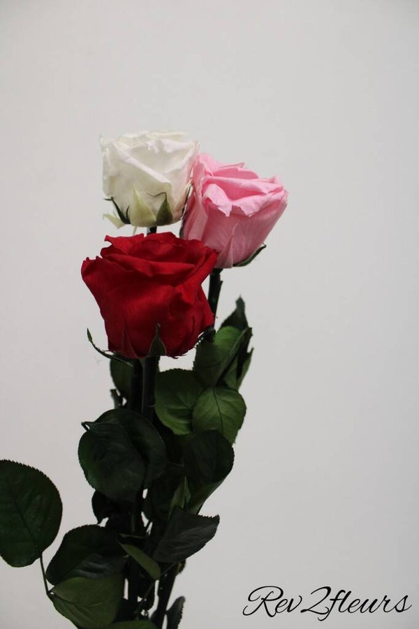 Rose éternelle tige