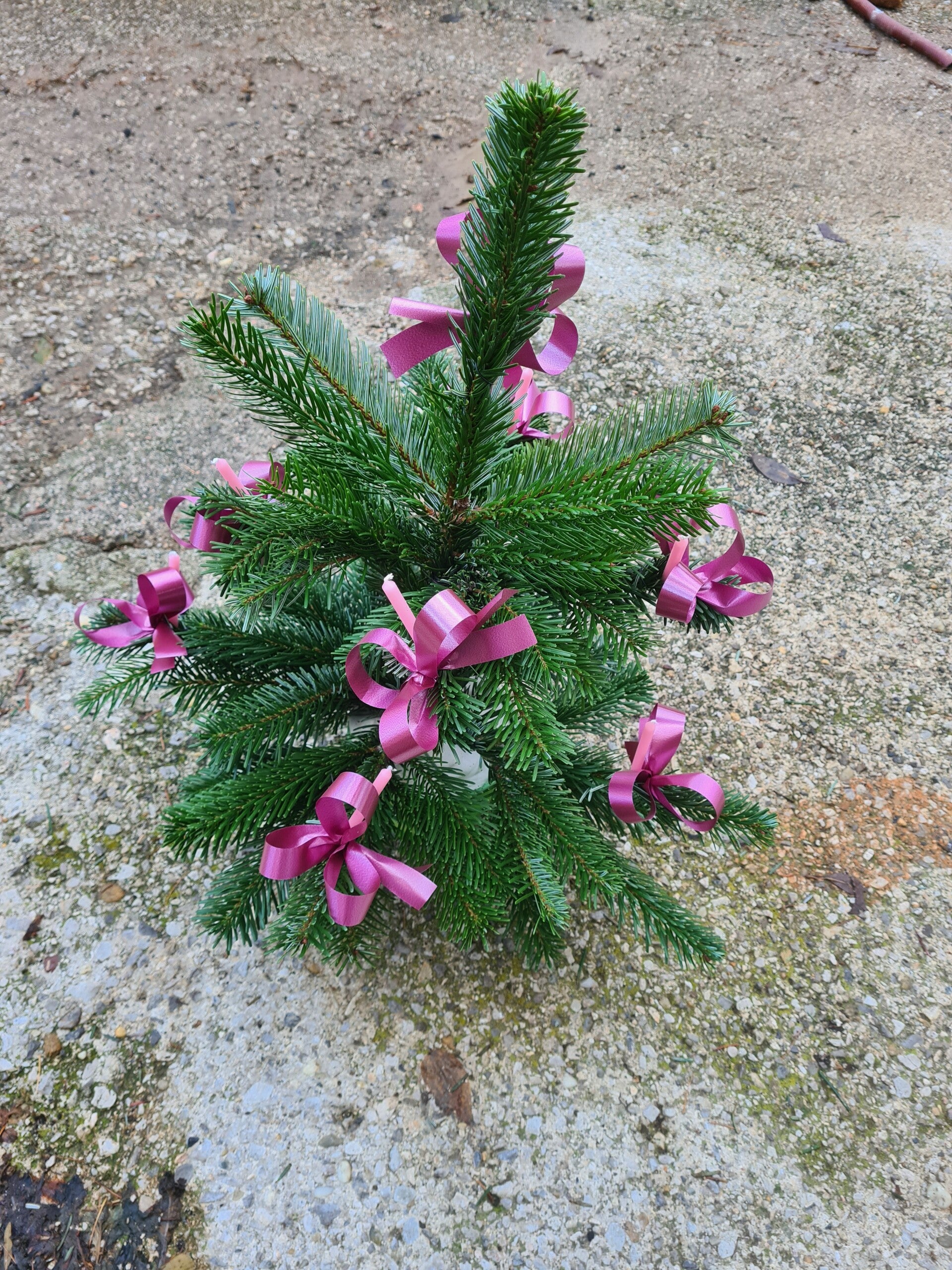Kleiner Weihnachtsbaum