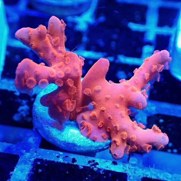 Montipora setosa