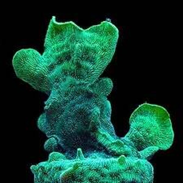 Pavona sp. "Cactus grønn"