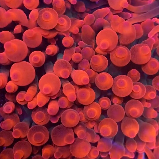 Rød bobletuppanemone (BTA)