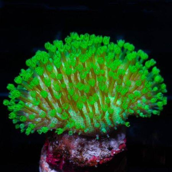 Sarcophyton sp. "Grønn"
