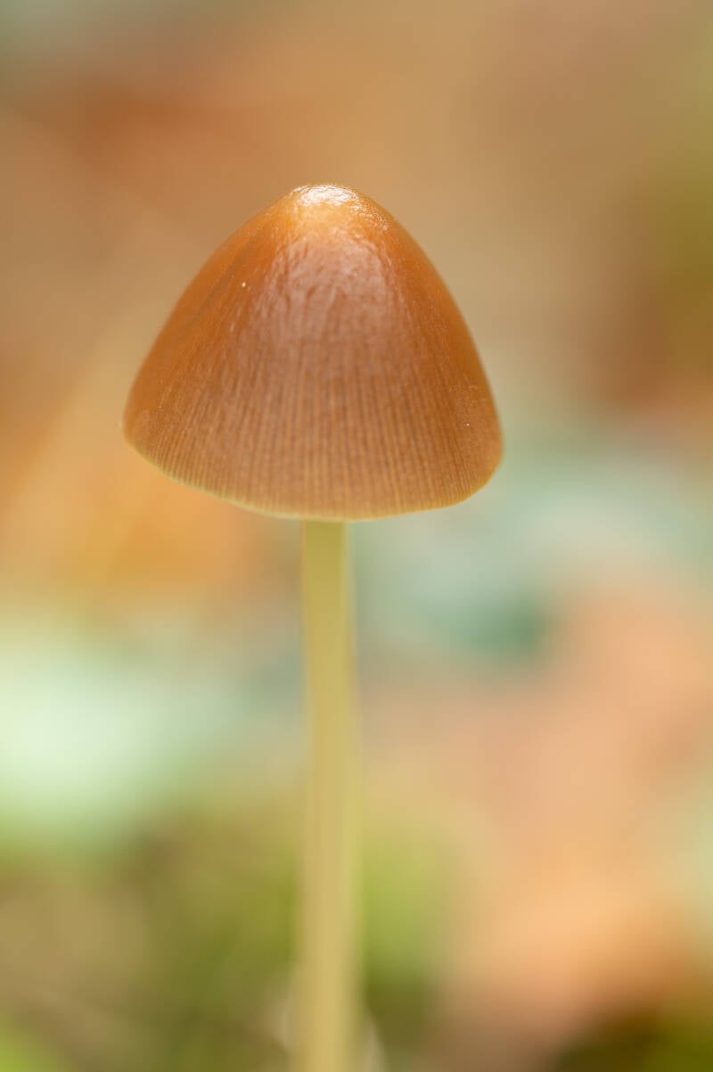 dsc_2114-standard.jpg