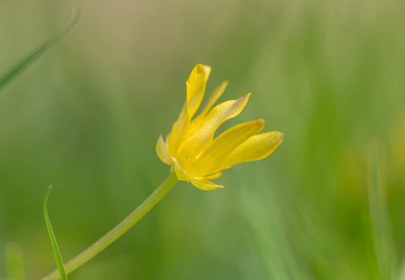 speenkruid-macro-wildrijk00012-standard.jpg