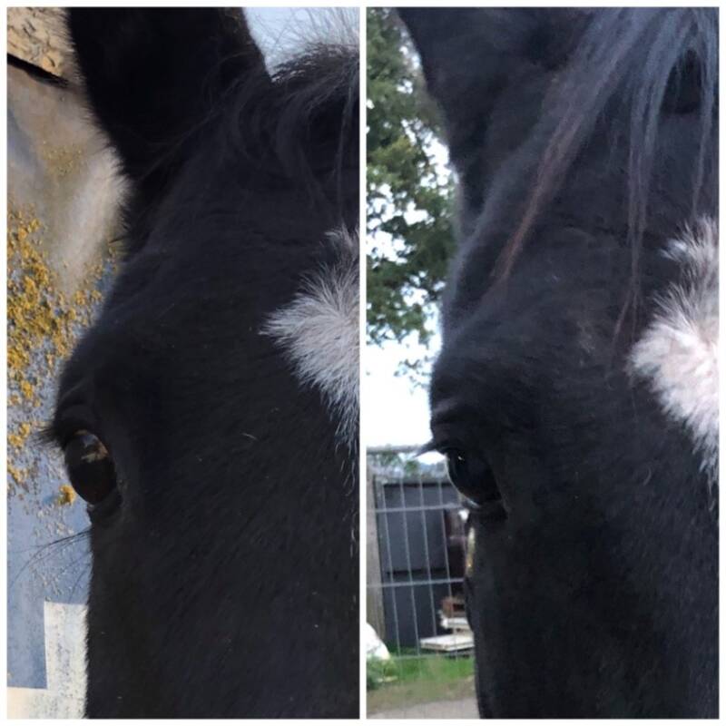 Voor en na behandeling osteopathie paarden hoofd