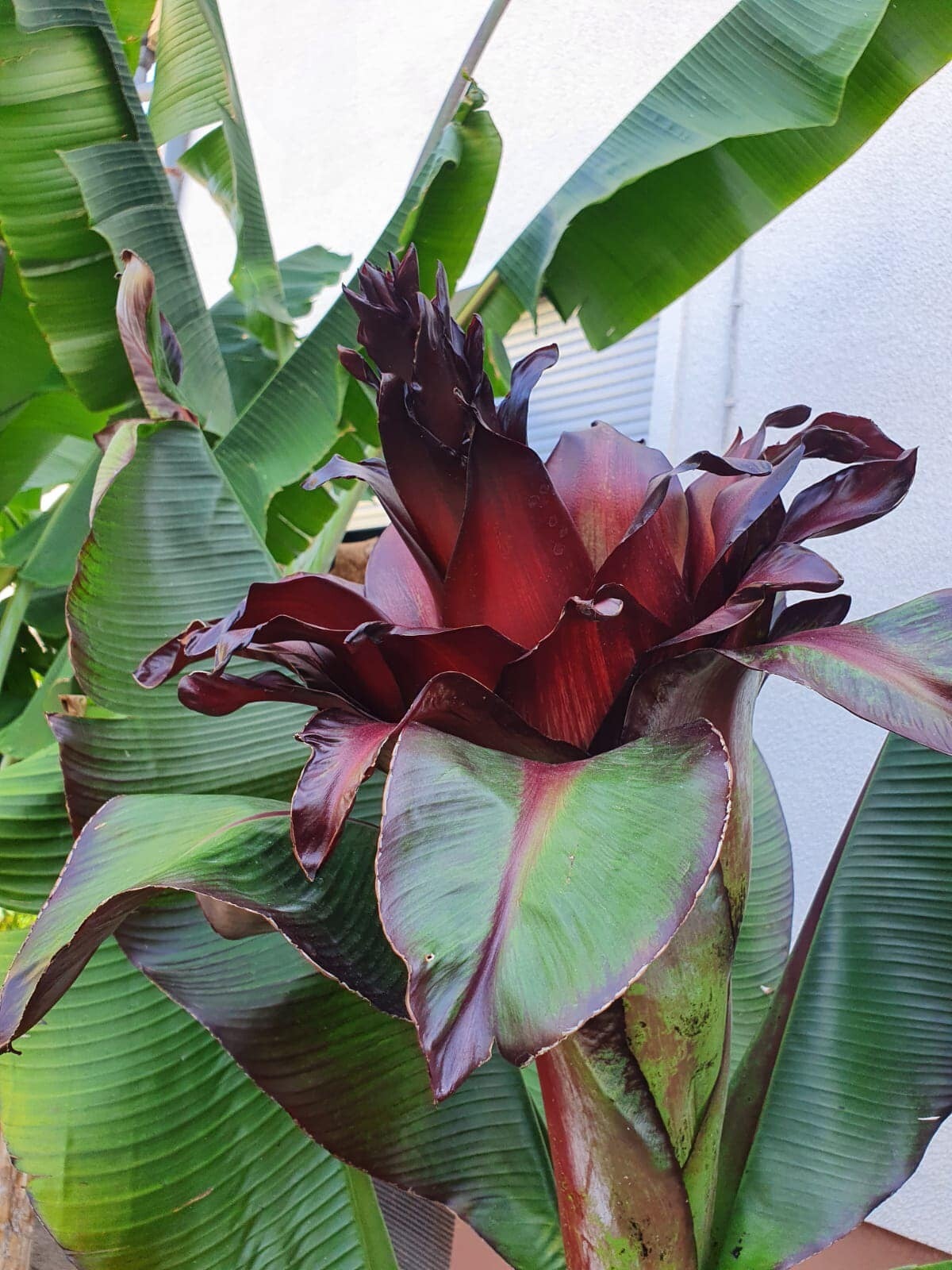 ExotischePflanzenwelt