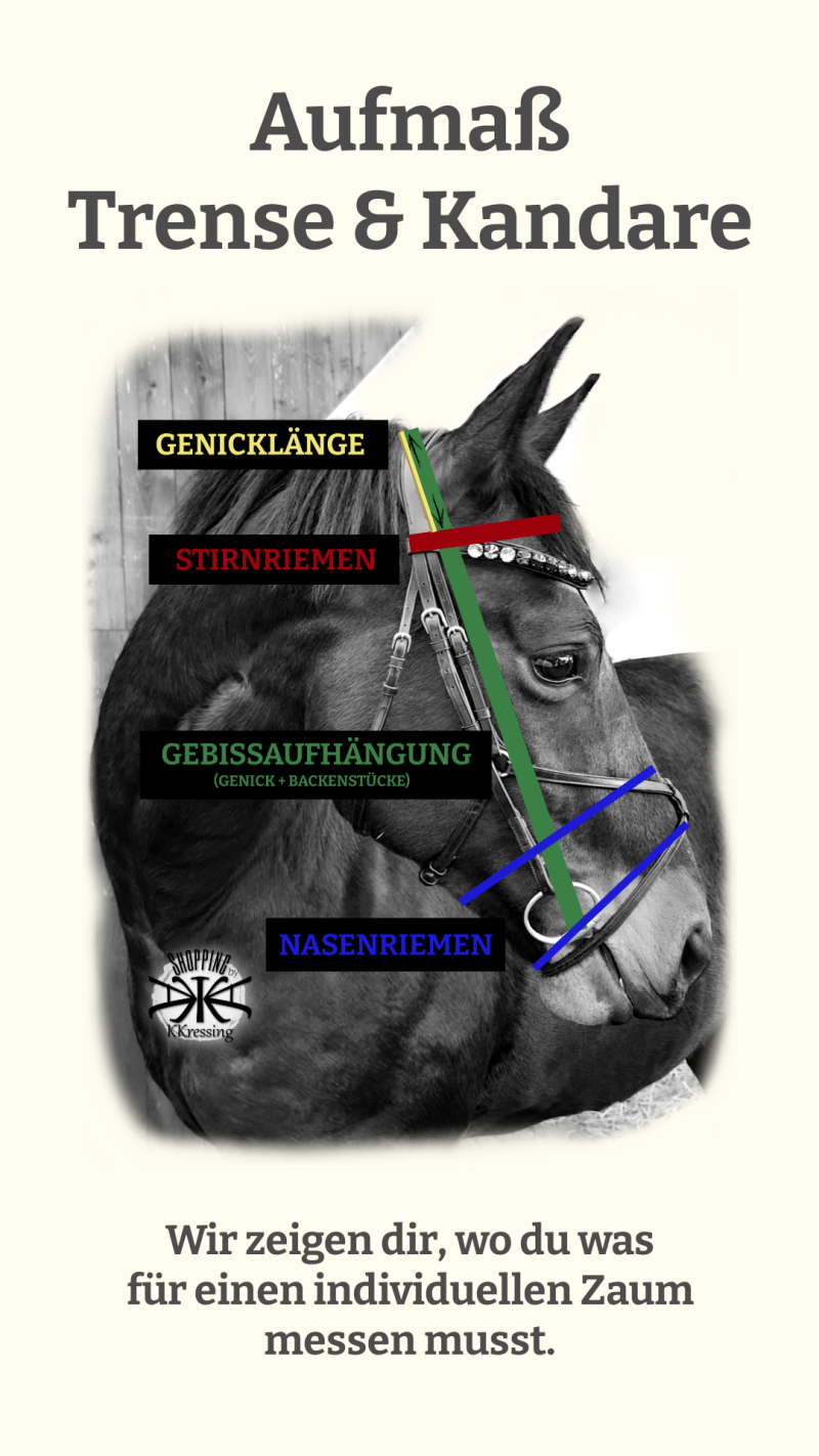 Aufmaß Trense und Kandare; Individuelles Zaumzeug richtig messen