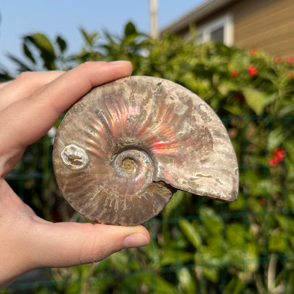 Irriserende Ammoniet - #IA2