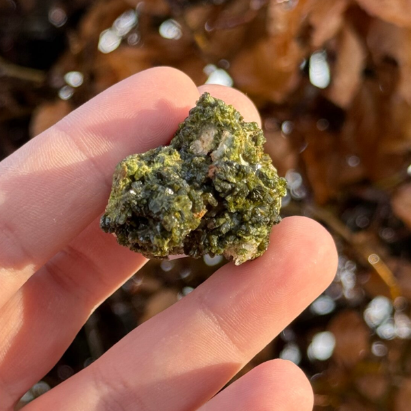 Forest Epidoot Cluster - #FE1