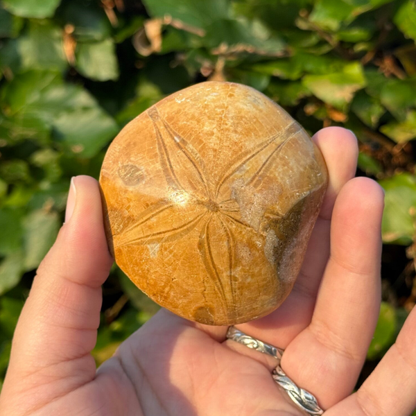 Sand Dollar Fossiel - kies zelf welke