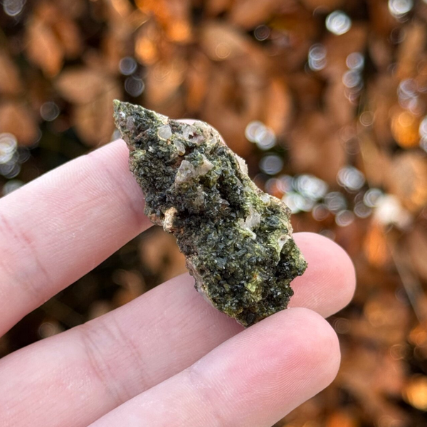 Forest Epidoot Cluster - #FE2