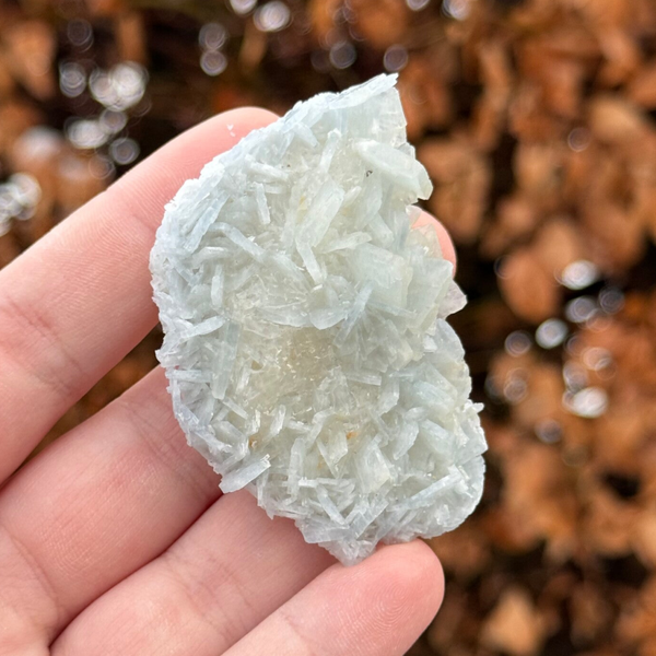 Zeldzaam: Blauwe/Honing Bariet