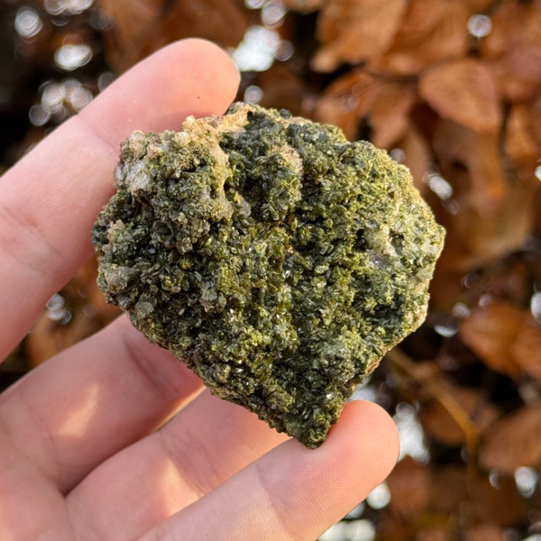 Forest Epidoot Cluster - #FE3