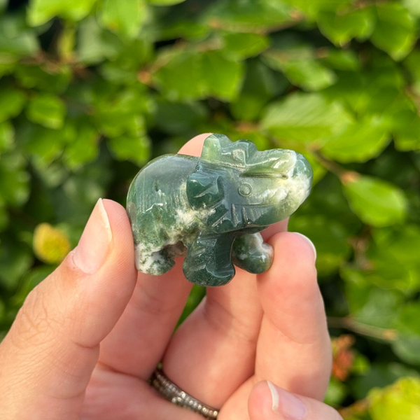 Olifant - kies zelf welke!