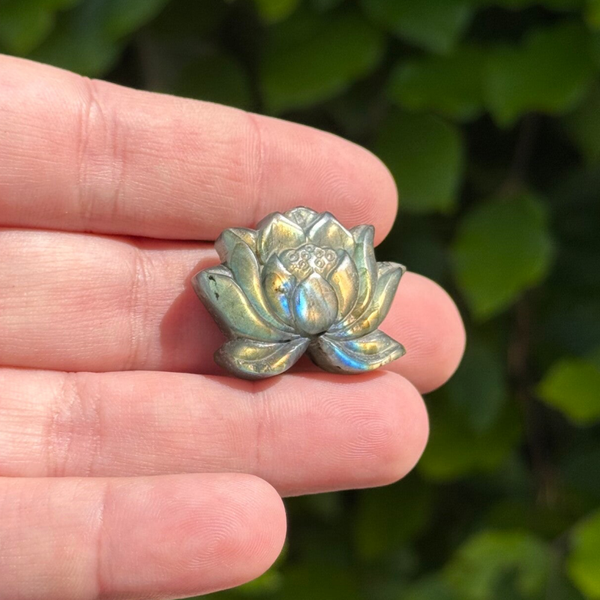 Labradoriet Lotus