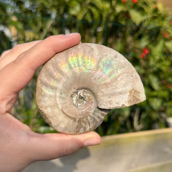 Irriserende Ammoniet - #IA1