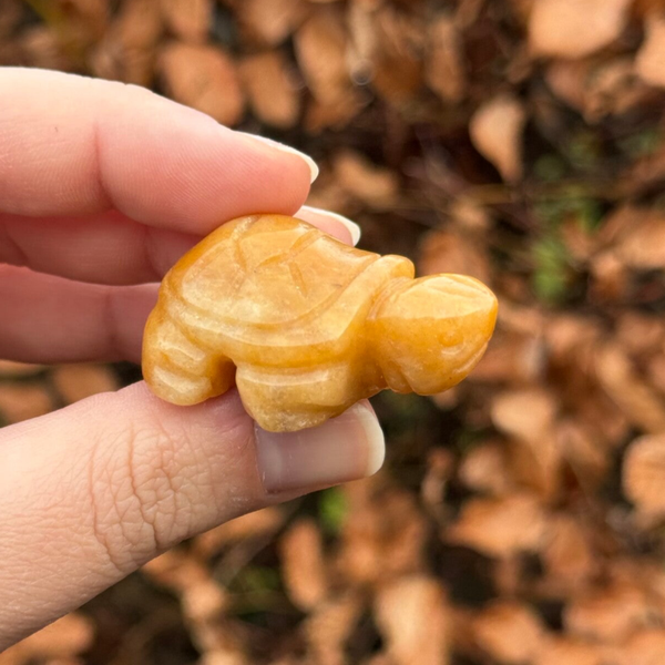 Gele Calciet Schildpad