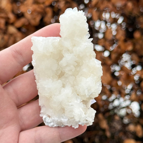 Witte Stilbiet Cluster - #IM9