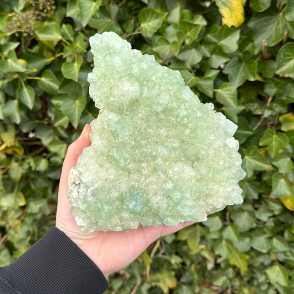 Statement Apofyliet Cluster