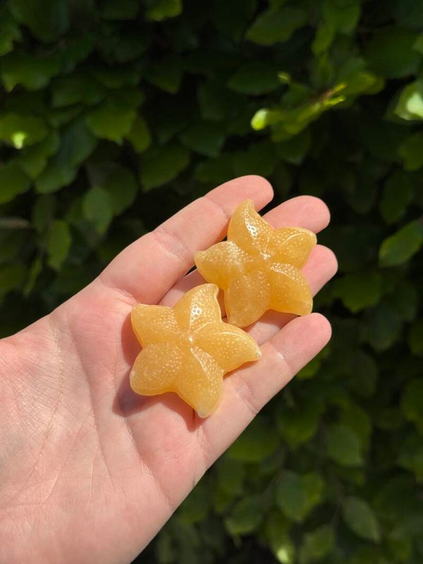 Gele Calciet Zeester