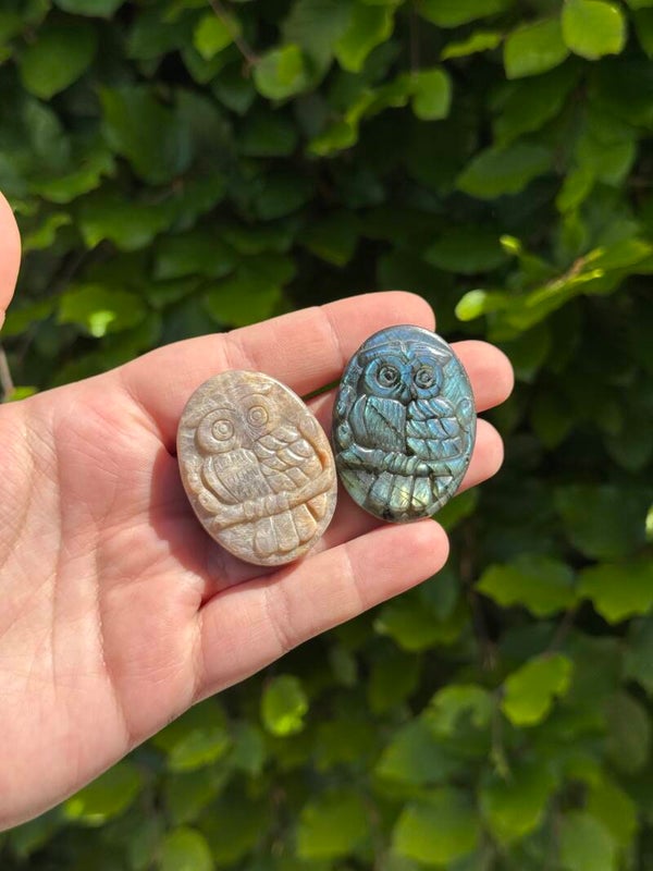 Uil Carving - kies zelf welke