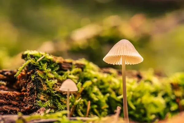 Enfants sur-adaptés, surcharge invisible à la maison