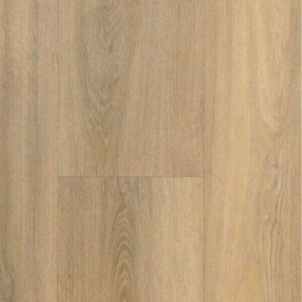 Excellent Dryback Amazone