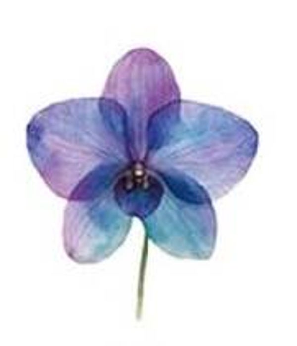 Purple/Blue Flower