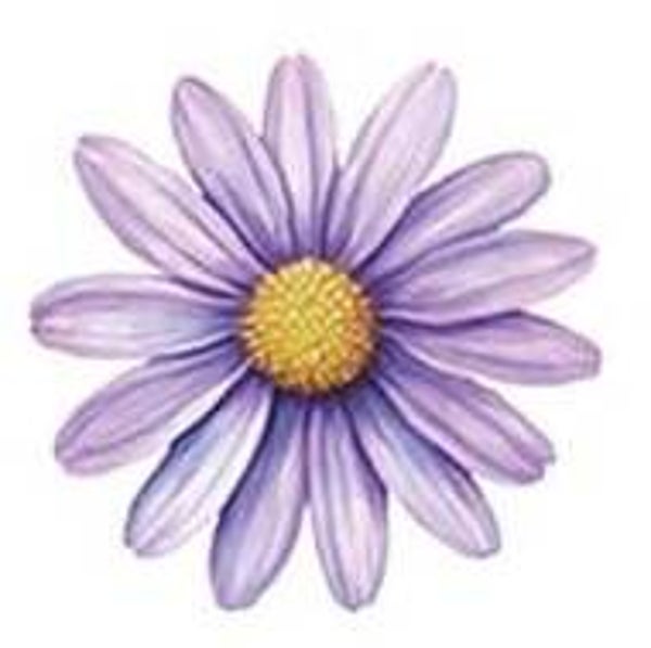 Purple Flower