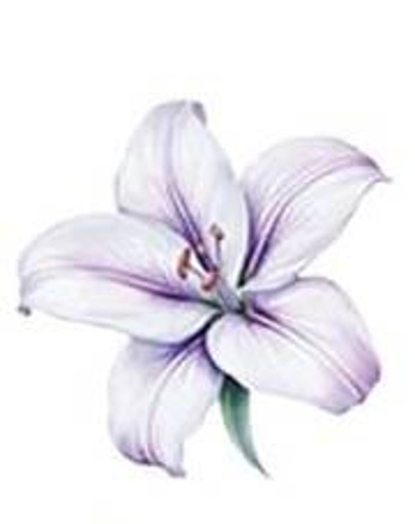 Light Purple Flower
