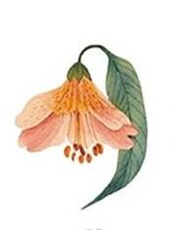 Peach Flower