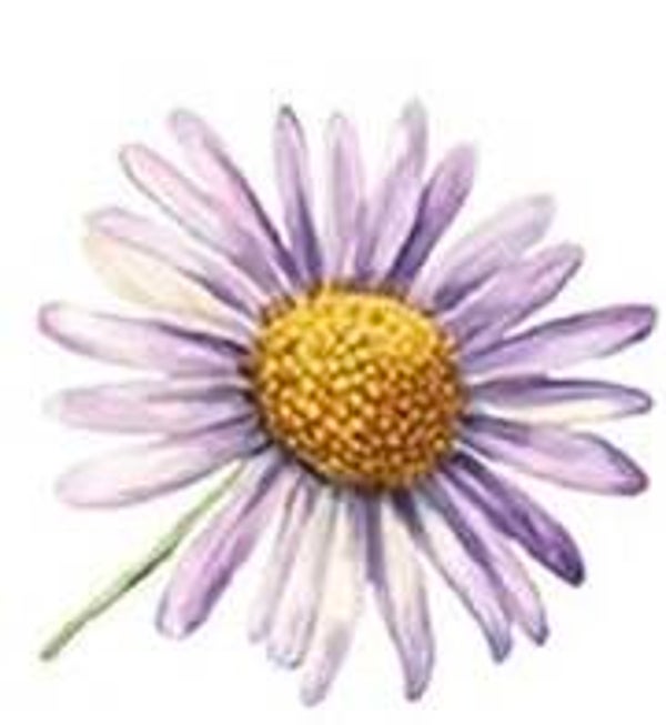 Purple Flower