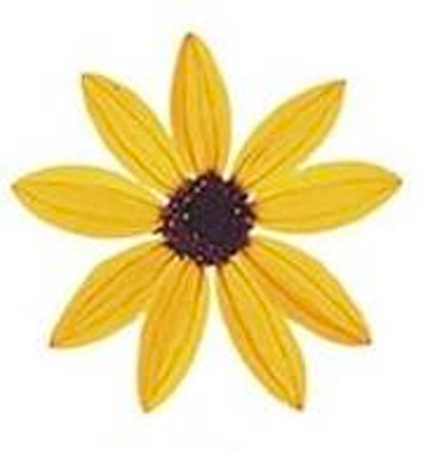 Yellow Sunflower
