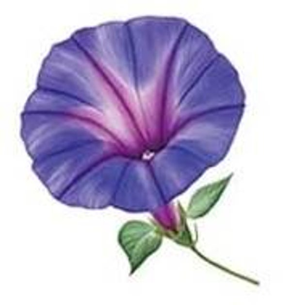 Purple Flower