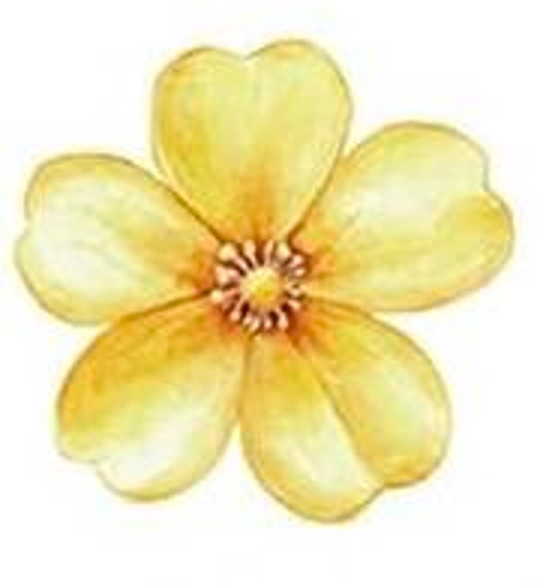 Yellow Flower