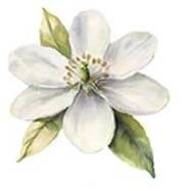 White Flower