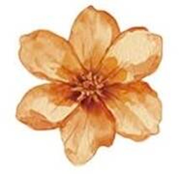 Orange Flower