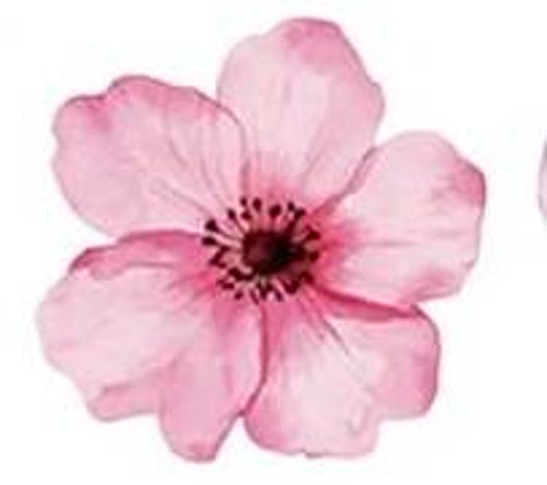 Pink Flower