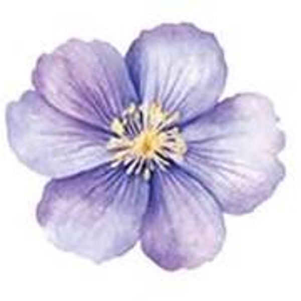 Purple Flower