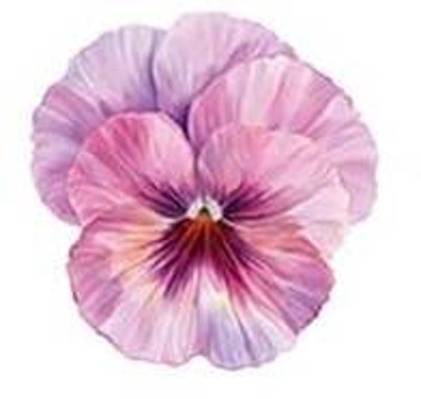 Pink/Purple Flower