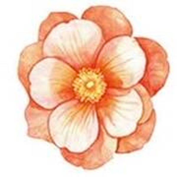 Orange Flower